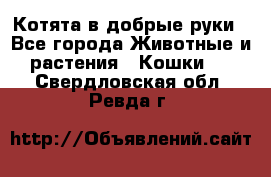 Котята в добрые руки - Все города Животные и растения » Кошки   . Свердловская обл.,Ревда г.